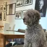 tango