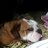 Thoad